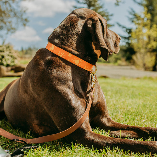 Elements Series - Tangerine Suns Dog Collar