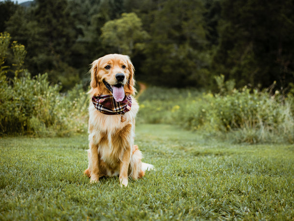 Maple Dog Scarf