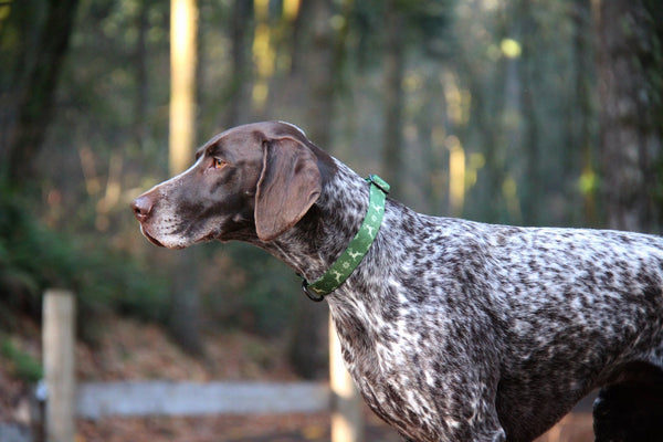 Elements Series - Green Ugly Sweater Dog Collar